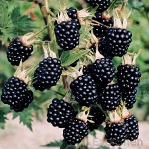 EverSneh Real Live Black Berry Fruit All Season Varity Fruit Tree Plants (17-20 CM Size) With Black Plastic Pot (B0BYXLT1KL) Amazon Price History, Amazon Price Tracker