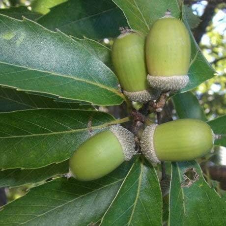 Amazon ウラジロガシ 苗 樫の木 ウラジロガシ 3 5号ポット苗 花