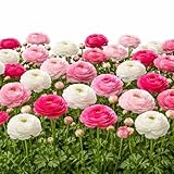 Easy to Grow Ranunculus Tecolote Pastel Collection 30 Plant Bulbs - Pink Rose & White Flowers Spring, Full Sun Mediterranean Zones 8-10, Carlsbad Flower Fields
