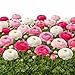 Ranunculus Tecolote Pastel Mix & White Lace Collection - 30 XL Bulbs - 8+ cm | Ships from Easy to Grow TM