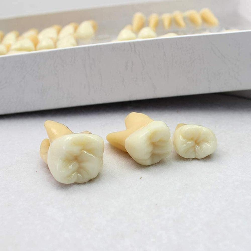 Model anatomii ludzkich zębów narzędzie edukacyjne do nauczania struktury dentystycznej, pomoc w nauce anatomii, anatomiczny model edukacyjny stomatologiczny