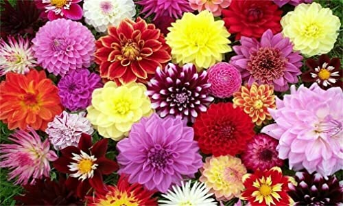 Rare Flower Seeds Dahlia Seeds 100+ Pcs Dahlia Mixed Seeds Cactus Dwarf Rare Flower Plant #TOP2