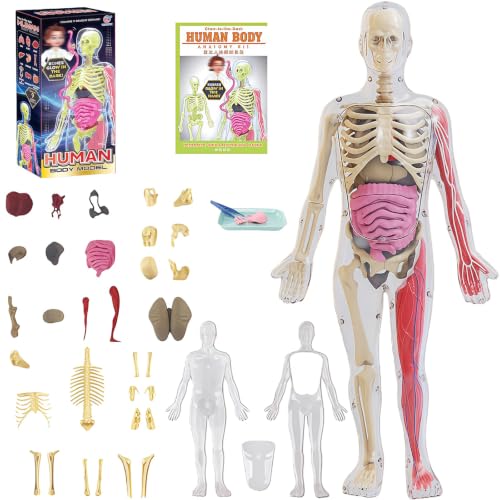 Image of Glow in Dark Human Body Model, 3D Realistic Human Anatomy Model,Removable Human Organ Model for Study Teaching Demonstration