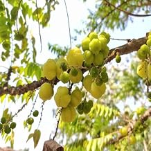 50Pcs Green amla Fruit Seeds