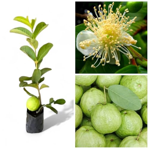 Image of All Season Very Sweet Green Thai 7 Guava baramasi,Rare Varity Thailand Guava Fruit Plants & Tree Bonsai Fruit Plant All Season Fruit Plant(pack of 1),CF SG45