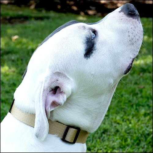 Country Brook Petz 25+ Hundehalsband aus Nylon, mit Schnellverschluss-Schnalle, starke Beschläge, hergestellt in den USA (Medium, 1,9 cm breit, Kupfergold)-2