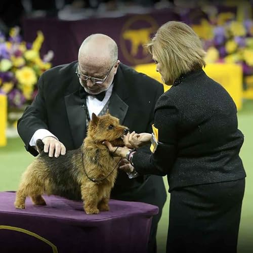 1319. Just How Smart Is Your Dog Or Cat? - Foul Play At Westminster