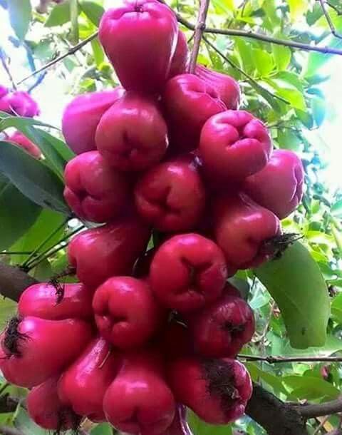 Thai Hybrid (Dwarf Varieties) Sweet Red Jamrul/Jabul Live Plant (Grafted, Pack Of 1) Plant Size: 1.5-3.5 Ft (B0CQH5349J) Amazon Price History, Amazon Price Tracker