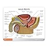 GPI Anatomicals - Male Pelvis with Prostate Model, Replica for Human Anatomy and Physiology Education, Anatomy Model for Doctor's Offices and Classrooms, Medical Learning Resources #1