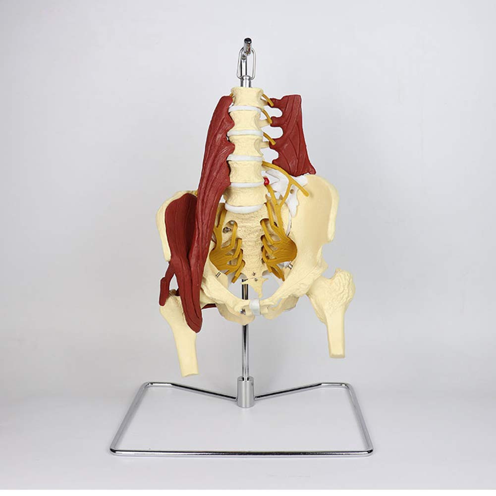 Sjdopulse Women's Life Size Pelvis Model - Medical Anatomical Pelvis Model With Pelvic Floor Muscle Anatomy Model - Lumbar Spine Bone Model - For Medical Educational Training Aid