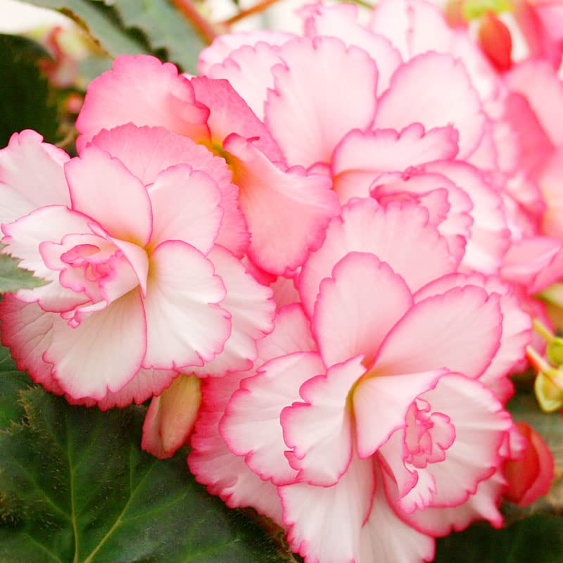 Bouton de Rose Double Camelia Begonia