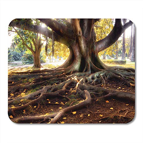 Preisvergleich Produktbild Mauspads Grüner Natur-hundertjähriger Baum-großer Stamm und große Wurzeln Mausunterlage für Notizbücher, Tischrechnermatten Bürozubehöre