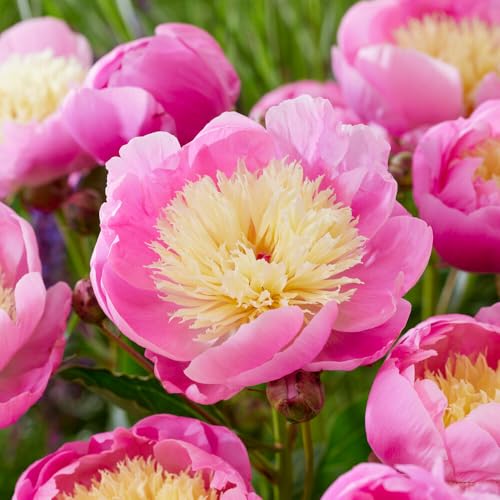 Garden State Bulb Bowl of Beauty Peony Flower Bulbs, Pink, Yellow, Spring Planting (Bag of 3)
