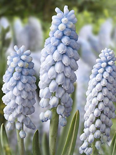 Amazon Co Jp ムスカリ球根 ベイビーズブレス 薄青 10球入 Diy 工具 ガーデン