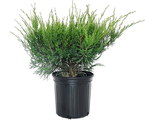 Green Promise Farms JNCSG03 JNCSG Juniperus chinensis 'Sea (Chinese Juniper) Evergreen, 3 Size Container