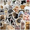 Calcomanías de gato, divertido meme de gato, Kawaii para adultos, calcomanías de vinilo impermeables para laptop, teléfono, guitarra, botellas de agua, equipaje, 50 unidades