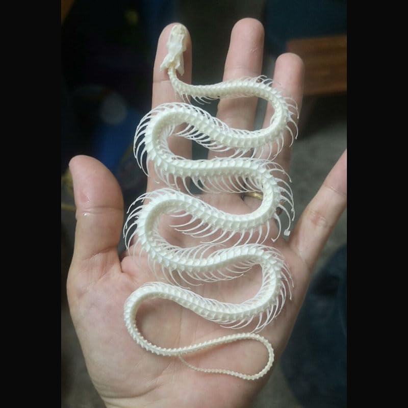 1pc Real Snake Skeleton Specimen, Articulated Animal Bone Model, ...