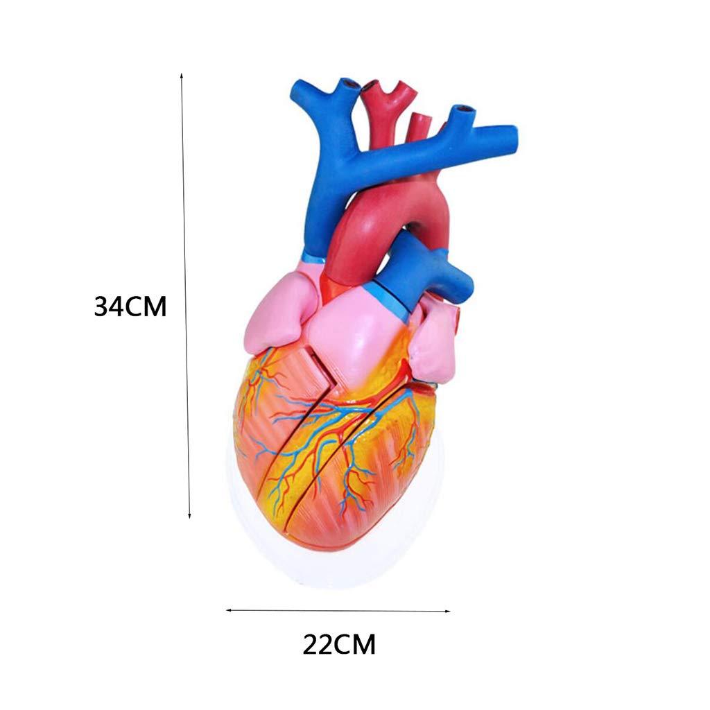 5-Krotne Powiększenie Model Serca — Model Anatomiczny Narządów Ludzkich Model Serca Materiał Pcv Naukowy Anatomiczny Model Człowieka Do Wyświetlania W Celach Dydaktycznyc