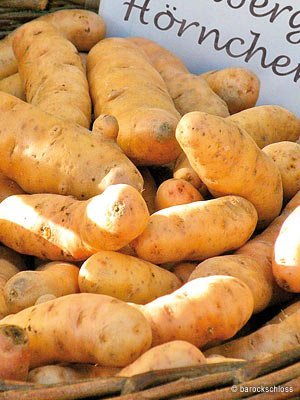Pflanzkartoffel Bamberger Hörnchen 10 Stück