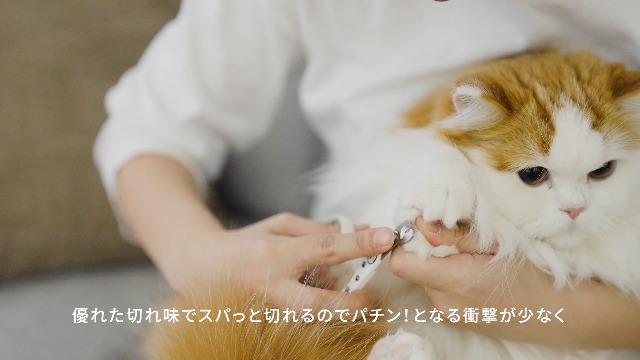 Amazon | 猫壱 爪切り 猫 スパッと切れる 合金鋼 日本製 | 猫壱