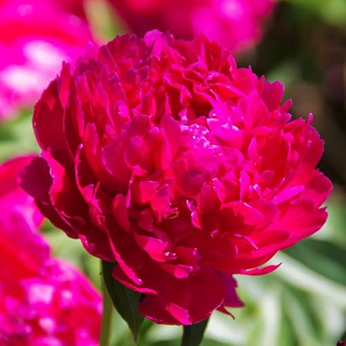 Mixed Peony Value Bag (3 Pack) - Freshly Dug Peony Flower Bulbs #TOP3
