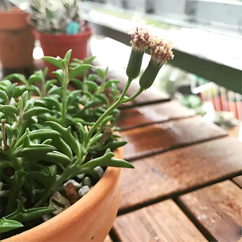 Miniatura 6 de String of Dolphins - Planta viva en maceta de 4 pulgadas  Suculenta arrastrada para exhibiciones colgantes  Cadena de plantas de delfines vivas para