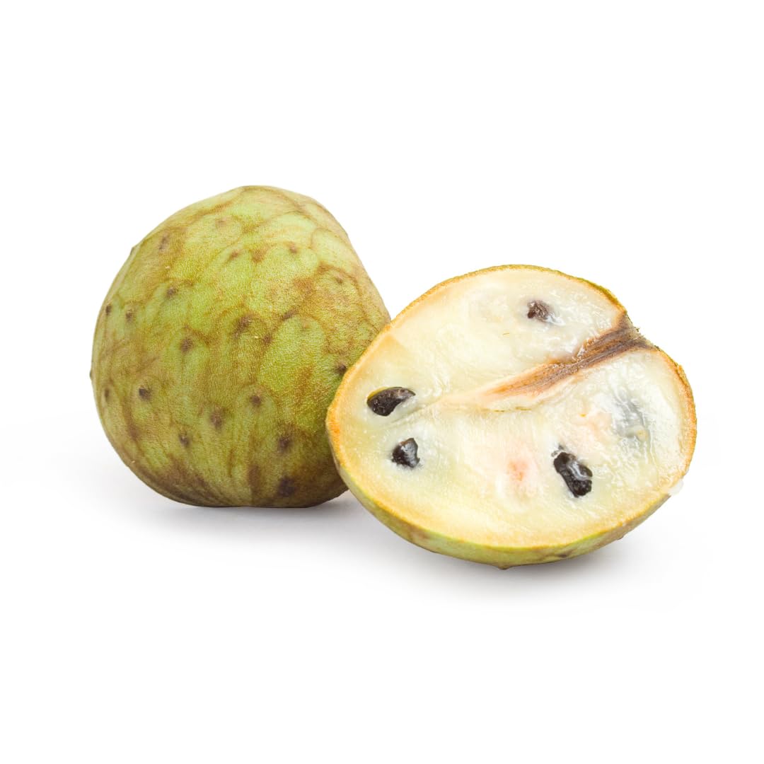 Annona Cherimola Fino de Jete - Plante fruitière exotique en pot 15x35 cm - Hauteur 170-180 cm.