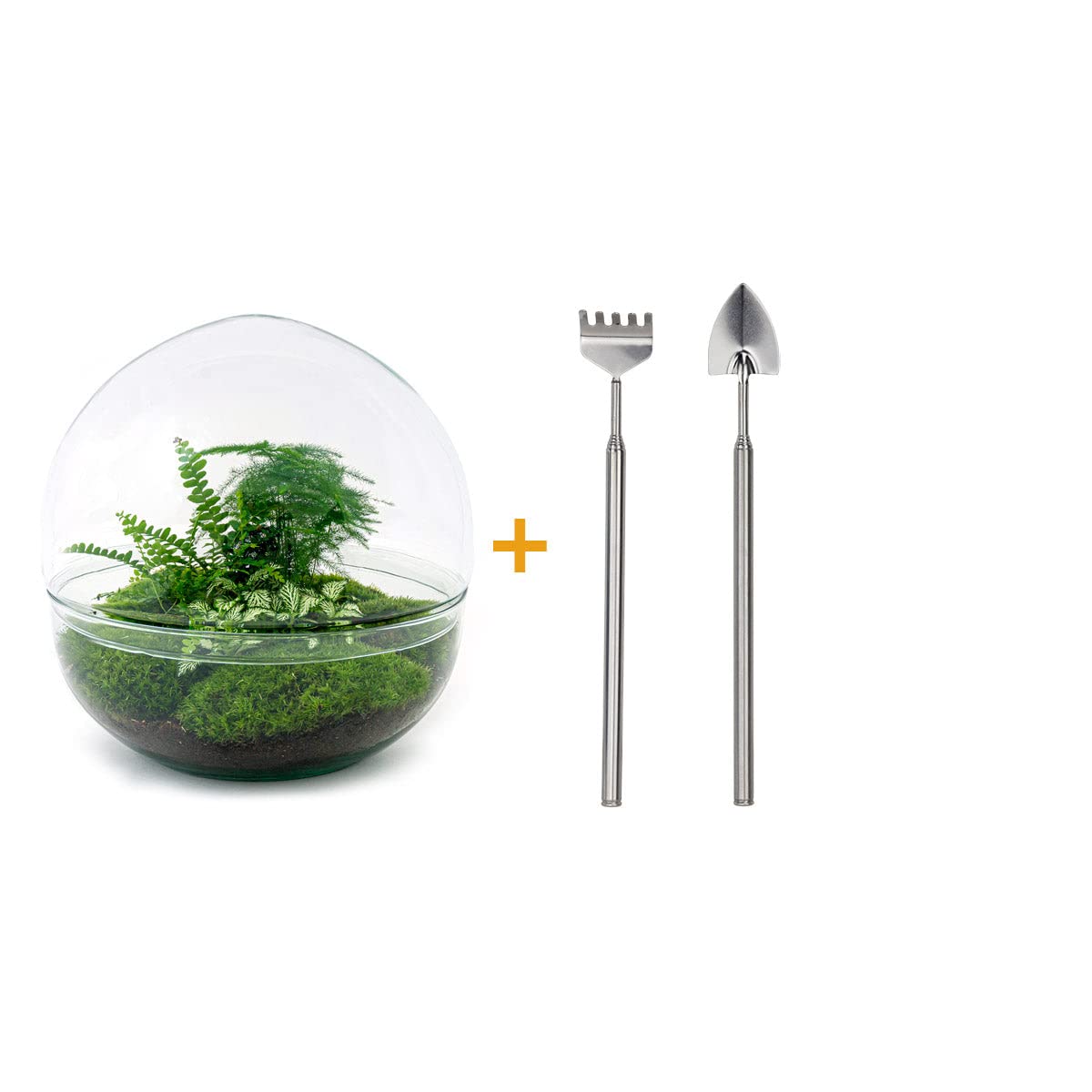 Terrarium do roślin • Drop XL Ficus żeń-szenia bonsai • plan ekosystemu • ↑ 37 cm – kompletny zestaw terrarium – terrarium roślin – miejski | terrarium + grabienie + łopatka + pęseta + nożyczki