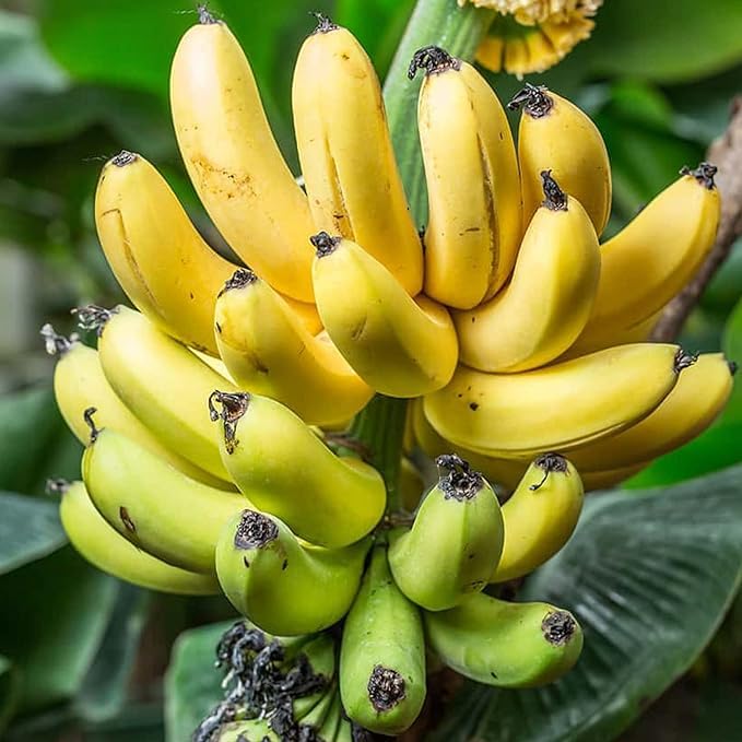Image of Live Hybrid Banana Plant ? Fast Growing Fruit Tree ? Home Garden Ready ? High Yield ? Pack of [1]