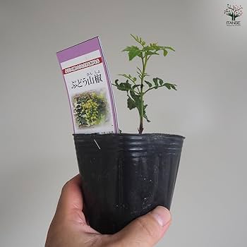 Amazon.co.jp: ITANSE ぶどう山椒 9cm 1個売り 品種で選べる果樹