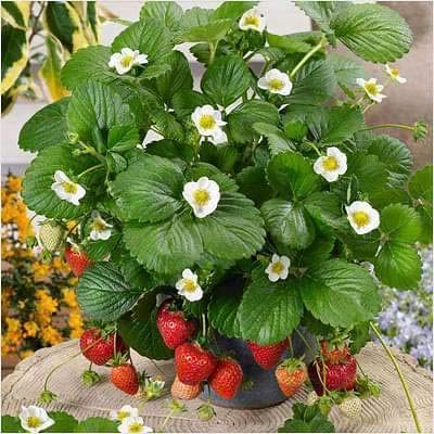Pune Variety Strawberry Plant Live Healthy Plant Pack of 1 (B0BTVPY6Y6) Amazon Price History, Amazon Price Tracker