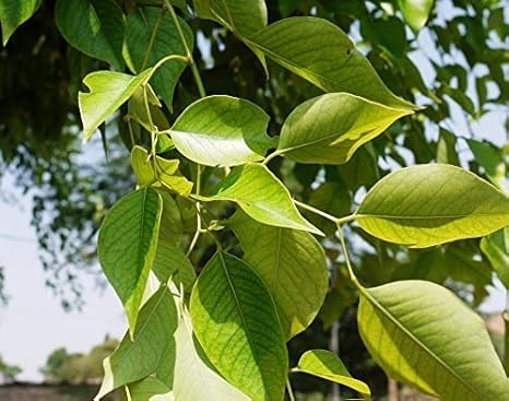 Image of Live Shisham Plant (Indian Rosewood) - Healthy, Air-Purifying Outdoor Tree