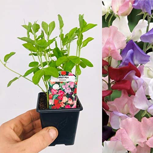 Carbeth PlantsSweet Pea Plants Mixed Colours - 6 x 9cm Pots - Fragrant Summer Flowering Garden Ready Plants - Easy to Grow Climbing Plant for Outdoor Growing - Ideal for Bed, Borders and Pots