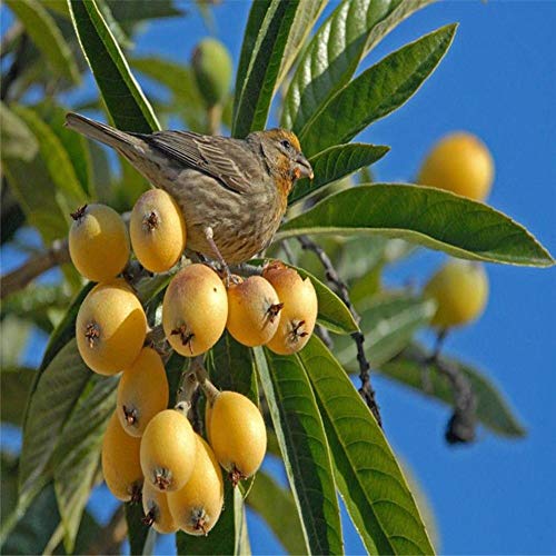 Maserfaliw Loquat Tree Seed 20Pcs Loquat Tree Seed Moistening Lung Relieving Cough Fruit Garden Yard Plant Loquat Seed