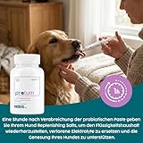 Zanipro Probiotische und Präbiotische Paste für Hunde und Katzen Gegen Durchfall Wurmkur, Natürliches Durchfallmittel für Hunde, 3 Milliarden KBE Probiotika Darmflora, Darmsanierung (30ml) Kürbis