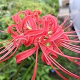 ２センチ位の彼岸花の球根100個