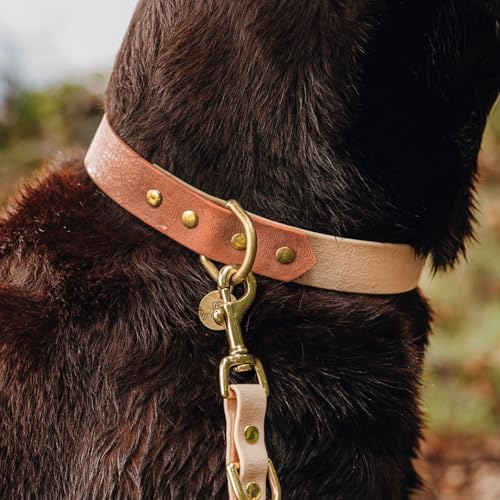 Collier chien entraînement imperméable Mousse taille S ajustable
