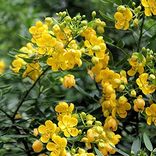 Mphmi Plants Cassia Siamea, Cassia Florida plant (Yellow) - Plant Garden Live Plant Nursery Indoor Outdoor Living Plants? (B092TF6YHN) Amazon Price History, Amazon Price Tracker