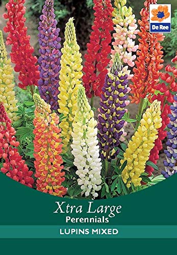 De Ree 3 x LUPINS MIXED Garden SUMMER FLOWERING Root BULBS