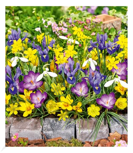 BALDUR Garten Blumenzwiebel-Mix 'Honey Heaven',35 Zwiebeln, Blumenzwiebeln, bienen- &...