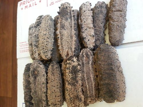 ERLIN 1LB Sun Dried Sea Cucumber BADIONOTUS medium/large size/small (SMALL)