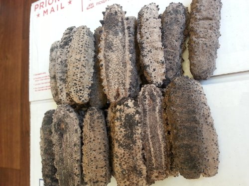 Erlin 1Lb Sun Dried Sea Cucumber Badionotus Extra Large Size #TOP4