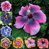 100 Pcs Mixed Hibiscus Seeds Giant Flowers Perennial Flower