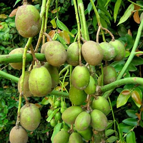 Muda de Caja Manga Anã Ideal Para Cultivar em Vasos