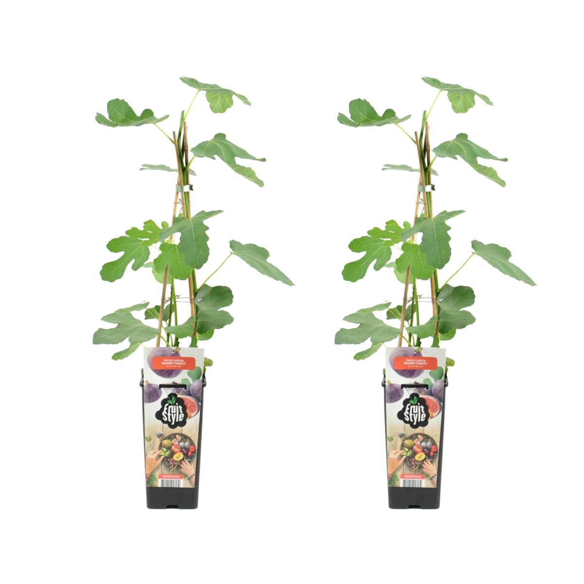 Bloomique - Set de 2 - Ficus carica ‘Brown Turkey’ - Higuera - Árbol frutal - Planta de jardín - Resistente al frío - 50-70 cm - Maceta 15 cm