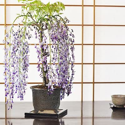 Amazon.co.jp: 盆栽妙 一才藤 イラボ6号丸深方三ツ足鉢 フジ 藤盆栽 花