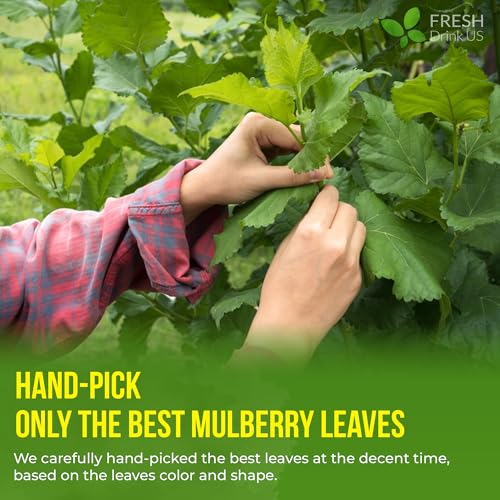 Image of FreshDrinkUS Premium 75 Mulberry Leaf Tea Bags, 100% Natural & Pure. Loose Leaf Herbal Tea. Made with Natural Material Tea Bags. No Sugar, No Caffeine, No Gluten, Vegan