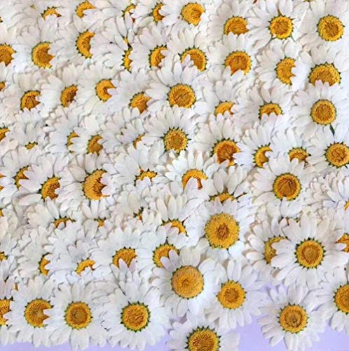 AOLIAY Lot de 100 fleurs séchées naturelles en forme de marguerites pressées pour scrapbooking, fabrication de bougies, bijoux, étui de téléphone, nail art, projets de bricolage, maquillage floral Cover