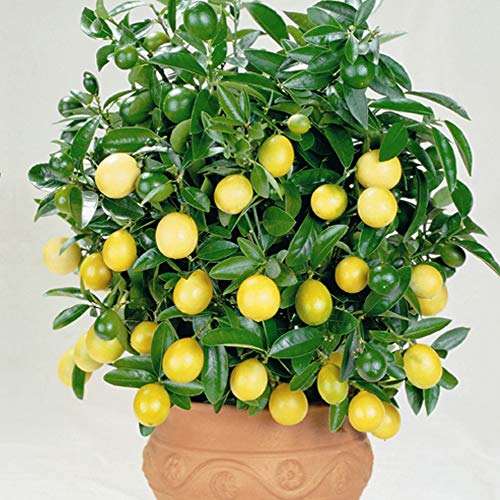 Lemon Plant Citrus Houseplant Grow Your Own Fruit, Patio Plants for Home, Office & Conservatory in 9cm Pot