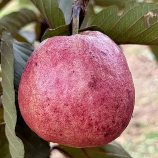 Image of All-Time 12 Months Hybrid GRAFTED Live Fruit Plant Original & Authentic Organic Tree for Outdoor Fast-Growing Fruit Plant Home Gardens Pack Of-1 (Red Diamond Guava Plant, Medium)